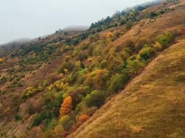 Misty wooded mountains. Soft autumn landscape with mountain and coniferous trees on hill with view to forest mountain in the early morning in low clouds. Yellow slopes in fog. photo