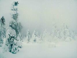 Soft focus. Magical bizarre silhouettes of trees are plastered with snow. Arctic harsh nature. Mystical fairy tale of the winter blizzard forest. Snow covered trees on mountainside. Poor visibility. photo