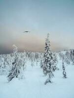 Dramatic dark winter minimalistic northern background with trees plastered with snow against a dark snowy sky. Arctic harsh nature. Mystical fairy tale of the winter raven forest. Vertical view. photo