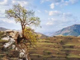 Lonely tree growing on top of the cliff. Green tree growing on top of the rock. photo