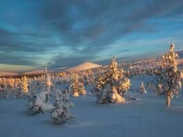 invierno bosque a el pie de el volcán. invierno cubierto de nieve fo foto