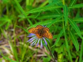 Selective focus shot of a Mother-of-pearl butterfly on a purple flower. Forests of the Altai Mountains. photo