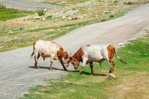 dos toros en el la carretera a medida su fortaleza. foto