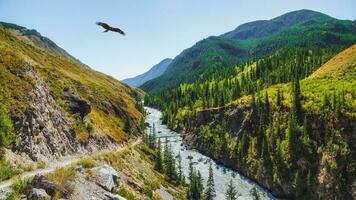 Power Katun River with yellow autumn trees in Altai mountains, Siberia, Russia. Colorful autumn landscape with golden leaves on trees along wide turquoise mountain river in sunshine. photo