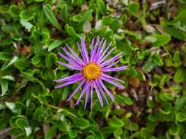 Flower aster alpine pink on green lawn background. Macro, daisy. Floral pattern, top view. photo