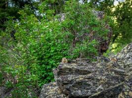 Funny Pika Ochotona collaris sits on rocky in Altai mountain. photo