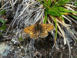 Small mother of pearl butterfly on dry grass, close up. photo