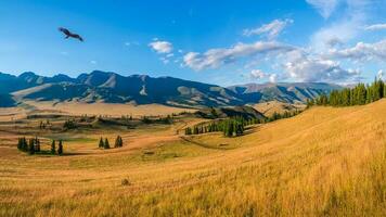 Majestic autumn mountain landscape. A wide panoramic landscape with the edge of a coniferous forest and mountains in a light fog. Altai Mountains. photo