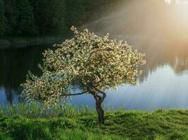 Blooming apple tree in the sunlight on a dark background. photo