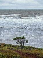 A lone tree on a rocky ledge, a cliff above the sea. photo