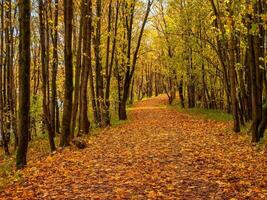 The road in the sunny autumn forest is covered with maple leaves. photo