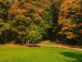 Autumn trail in sunny park. Autumn nature. Beautiful autumn park with red maples. photo