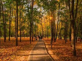 un sombreado callejón en un otoño parque con personas caminando debajo el brillante linternas foto