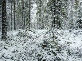 Deep winter Northern snow-covered forest in Karelia. photo