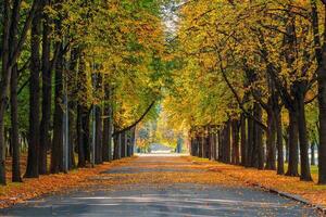 Empty autumn road with trees in a row on the edges. photo