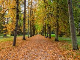 callejón de rojo arboles en pavlovsky parque en otoño, pavlovsk, S t. Petersburgo foto