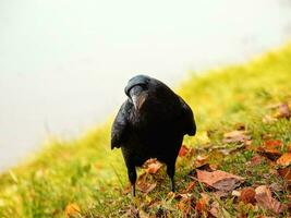 Curious big black raven posing in an autumn meadow, portrait of a black raven. photo