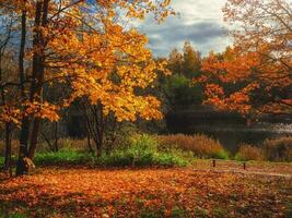 Yellow maple tree on a bright natural sunny autumn background photo