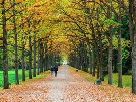 Walking people in autumn. Alley of red trees in Pavlovsky park in autumn, Pavlovsk, St. Petersburg photo