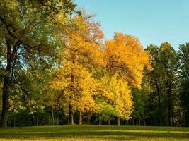 Bright sunny autumn landscape with a large yellow trees on a green meadow photo