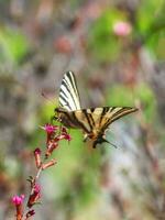 Scarce Swallowtail butterfly sitting on wild spring pink flowers. photo