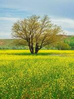 amarillo campo de floración violación y árbol en contra un azul cielo. natural paisaje antecedentes con Copiar espacio. increíble brillante vistoso primavera paisaje para fondo de pantalla. foto