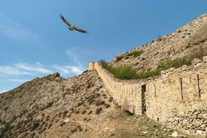 Flying eagles over the ancient fortress wall. The Gunib fortress is a historical monument of Dagestan. photo