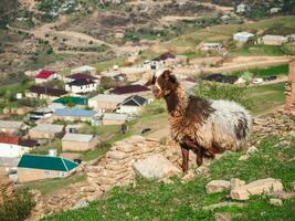 Closeup portrait of a sheep with dirty wool. Funny sheep on the background of a mountain village. photo