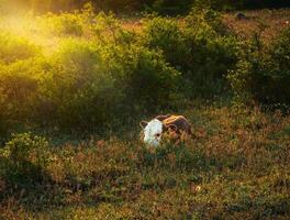 A newborn calf in the morning sun in a meadow. photo