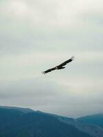 Griffon Vulture Gyps fulvus flying on the sky over the mountains, vertical view photo