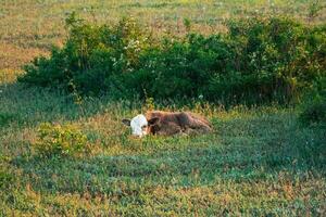 A brown calf with a white face hid in the grass. photo