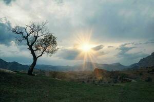 silueta verde árbol en pie en azul montañas en puesta de sol. foto