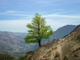 Lonely green tree on a steep mountain slope. photo