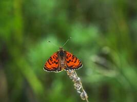 Selective focus shot of a Red Glanville Fritillary butterfly on a green plant. Forests of the Altai Mountains. photo