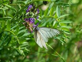 Thorn butterfly on a clover flower on a blurred background of a glade. Background of wildlife. photo