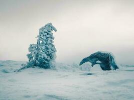 Large stone and a frozen mountain spruce on a winter snow-covered slope. Semi-darkness, minimalistic appearance. photo