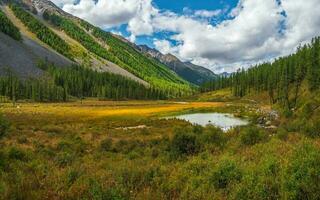 Autumn swamp. Sunny autumn swamp. Swampy backwater of mountain lake. Bright atmospheric natural background of green fir forest and yellow swamp. photo