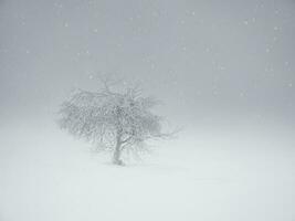 suave enfocar. blanco bruma. minimalista antecedentes con un cubierto de nieve solitario árbol en un montaña pendiente. mágico extraño silueta de árbol son borracho con nieve. ártico duro naturaleza. Copiar espacio. foto