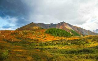 Dramatic autumn mountain landscape. Panoramic landscape with the edge of a coniferous forest and mountains in a light fog. Altai Mountains. photo