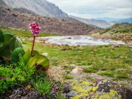 bergenia crassifolia. de cerca de badan floreciente en un montaña pendiente. foto