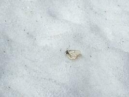 Frozen dead white butterfly on the snow. Frostbite on a glacier high in the mountains. photo