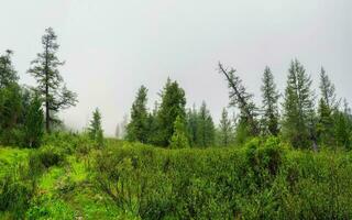 Atmospheric green forest landscape with firs in mountains. Minimalist scenery with edge coniferous forest in light mist. Alpine tranquil landscape at early morning. photo