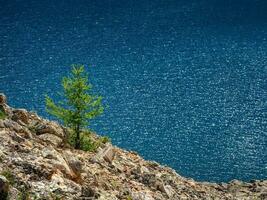 Lonely fir against mountain lake. Atmospheric alpine landscape with coniferous tree near turquoise mountain lake. photo