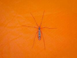 grande mosquito son sentado en un naranja carpa. de cerca. foto