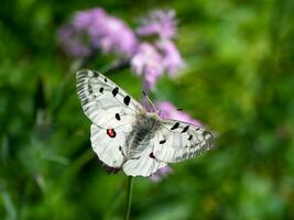 Apollo Butterfly - Parnassius apollo, rests on a flower on a green grass background. photo