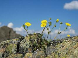 Selectiv focus. Abstract natural background with yellow mountain flowers against a blue sky with white cumulus clouds. Copy space. photo