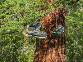 Wet hiking boots are dried on spruce trees suspended by their laces. photo