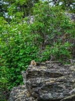 Funny Pika Ochotona collaris sits on rocky in Altai mountain. photo