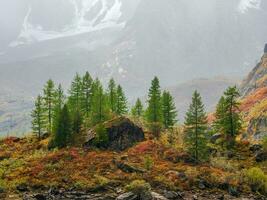 Scenery with edge coniferous forest and rocks in light mist. Atmospheric green forest landscape with firs in mountains. View to conifer trees and rocks in light haze. Mountain woodland photo