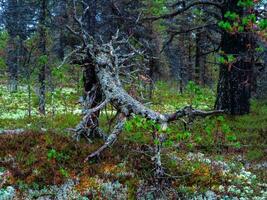Forest monster. Arctic dense Northern forest. photo